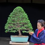 Tree ID 225 : Tsuyama Hinoki