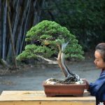 Bonsai ID 476 : บอนไซสน Shimpaku