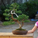 Bonsai ID 479 : บอนไซสน Shimpaku