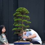 Bonsai ID 477 : บอนไซ​ Hinoki Cypress