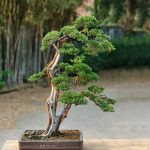 Bonsai ID 478 : บอนไซสน Shimpaku