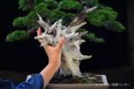Tree ID 272 : Itoigawa Shimpaku - Image 3