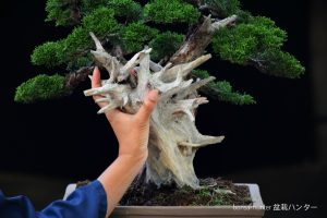 Tree ID 272 : Itoigawa Shimpaku - Image 3