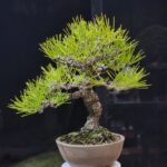 บอนไซ ID892: Japanese Black Pine 20-25yrs old.