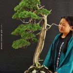 บอนไซ ID989: Kishu Shimpaku -literati style