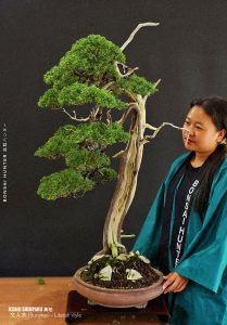 บอนไซ ID989: Kishu Shimpaku -literati style