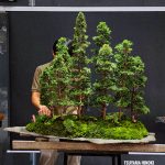 บอนไซ ID991 : Tsuyama Hinoki - forest syle