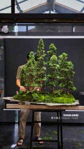 บอนไซ ID991 : Tsuyama Hinoki - forest syle