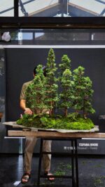 บอนไซ ID991 : Tsuyama Hinoki - forest syle