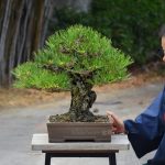 Tree ID 388 : Japanese Blackpine