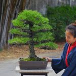 Tree ID 387 : Japanese Blackpine