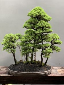 Tree ID 199 : Tosho - Image 3