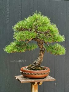 Bonsai ID571 : Japanese Black Pine - Image 2