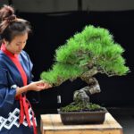 Bonsai ID582 : Japanese Black Pine