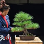 Bonsai ID583 : Japanese Black Pine