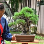 Bonsai ID585 : Japanese Black Pine