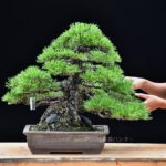 Bonsai ID586 : Japanese Black Pine