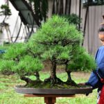 Bonsai ID584 : Japanese Black Pine