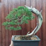 Bonsai ID574 : บอนไซสน Shimpaku