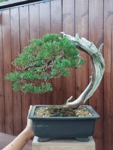 Bonsai ID574 : บอนไซสน Shimpaku