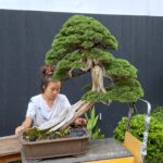 บอนไซ​ 587 : สน Shimpaku (Kishu) - master class  300ปี - Image 2