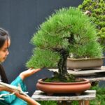 บอนไซ ID930: Black Pine