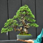 บอนไซ ID932: Itoigawa​ Shimpaku​ - 35yrs old twin trunk style