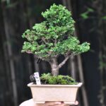 บอนไซ ID948: Sekka​ Hinoki​- formal Upright style