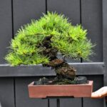บอนไซ ID945: Japanese Red Pine - Slanted style