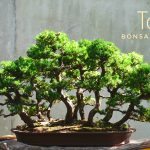 Code 107 : Juniper Tosho