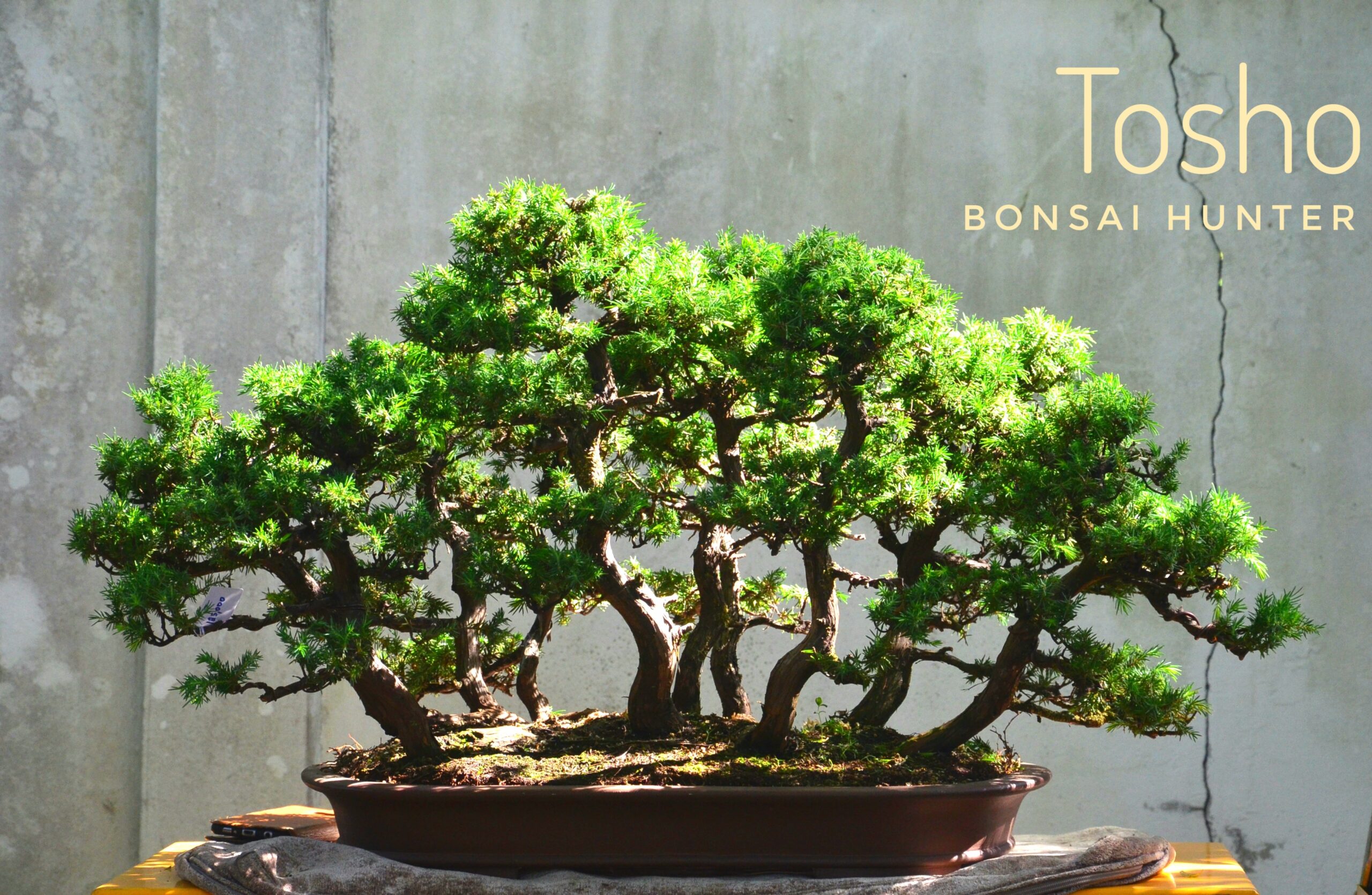 20170617_161655-01 Code 107 : Juniper Tosho - Image 1