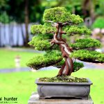 Code 106 : Itoigawa Shimpaku