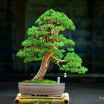 Code 002 : Kishu Shimpaku