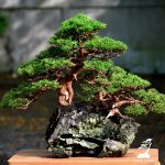 Code 025 : Itoigawa Shimpaku