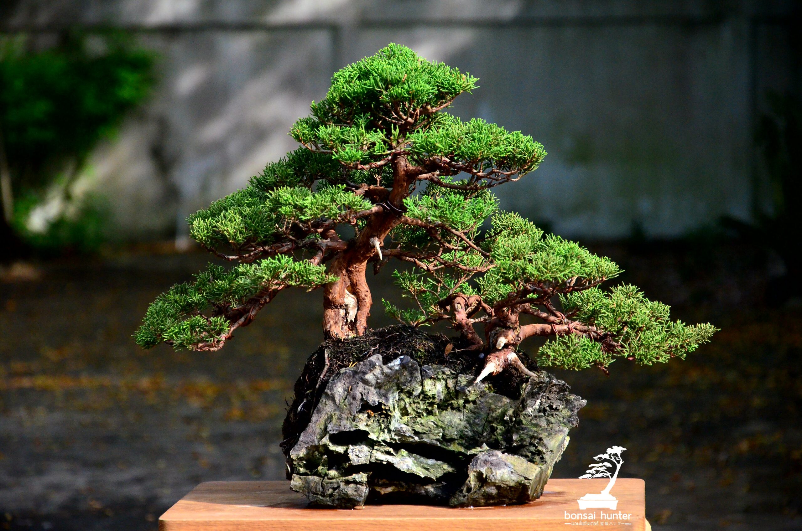 20171115_134056 Code 025 : Itoigawa Shimpaku - Image 1
