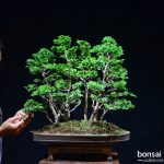 Code 072 : Hinoki Cypress