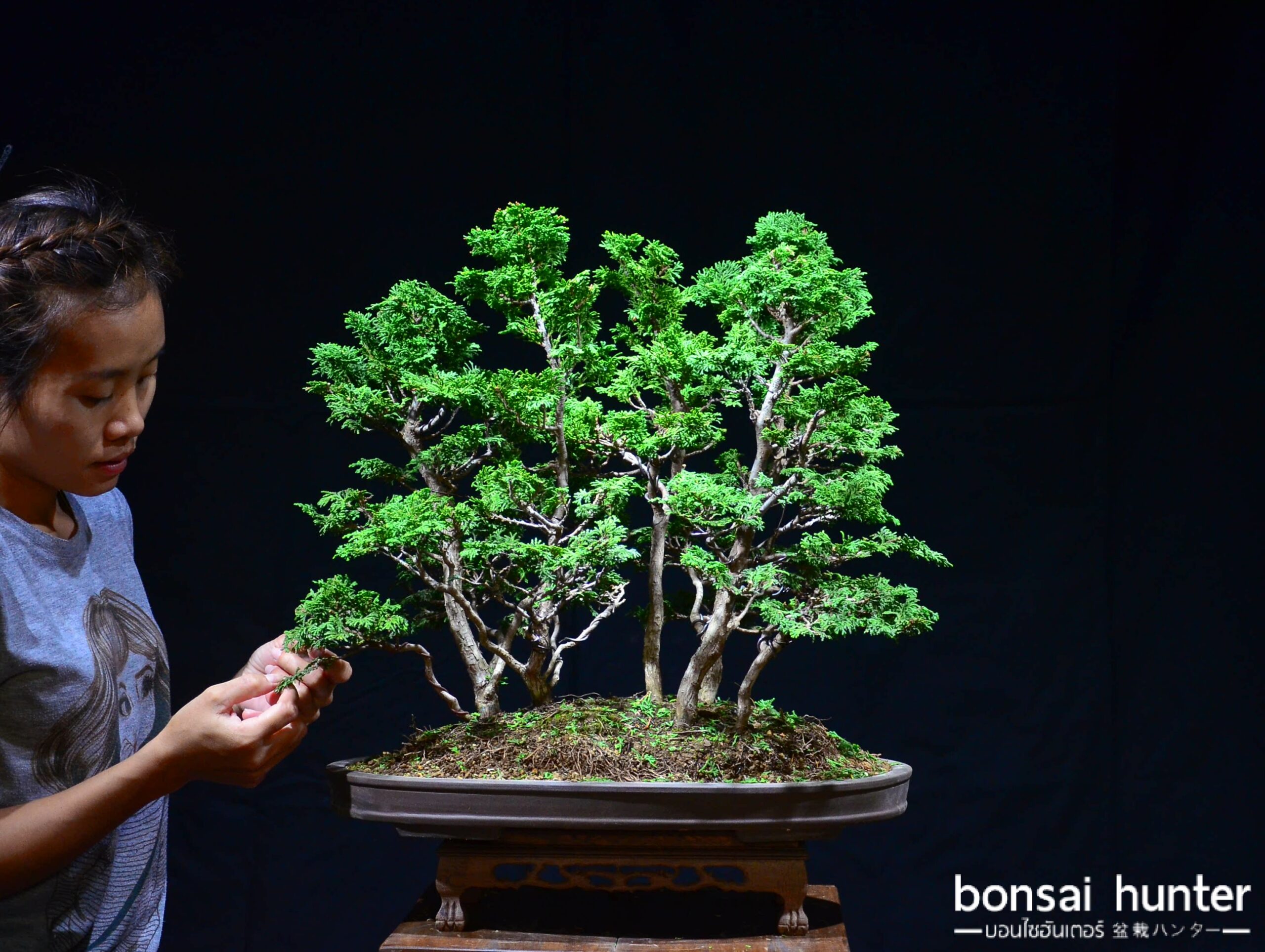 20180301_180247 Code 072 : Hinoki Cypress - Image 1