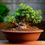 Code 085: Azalea (Pink)