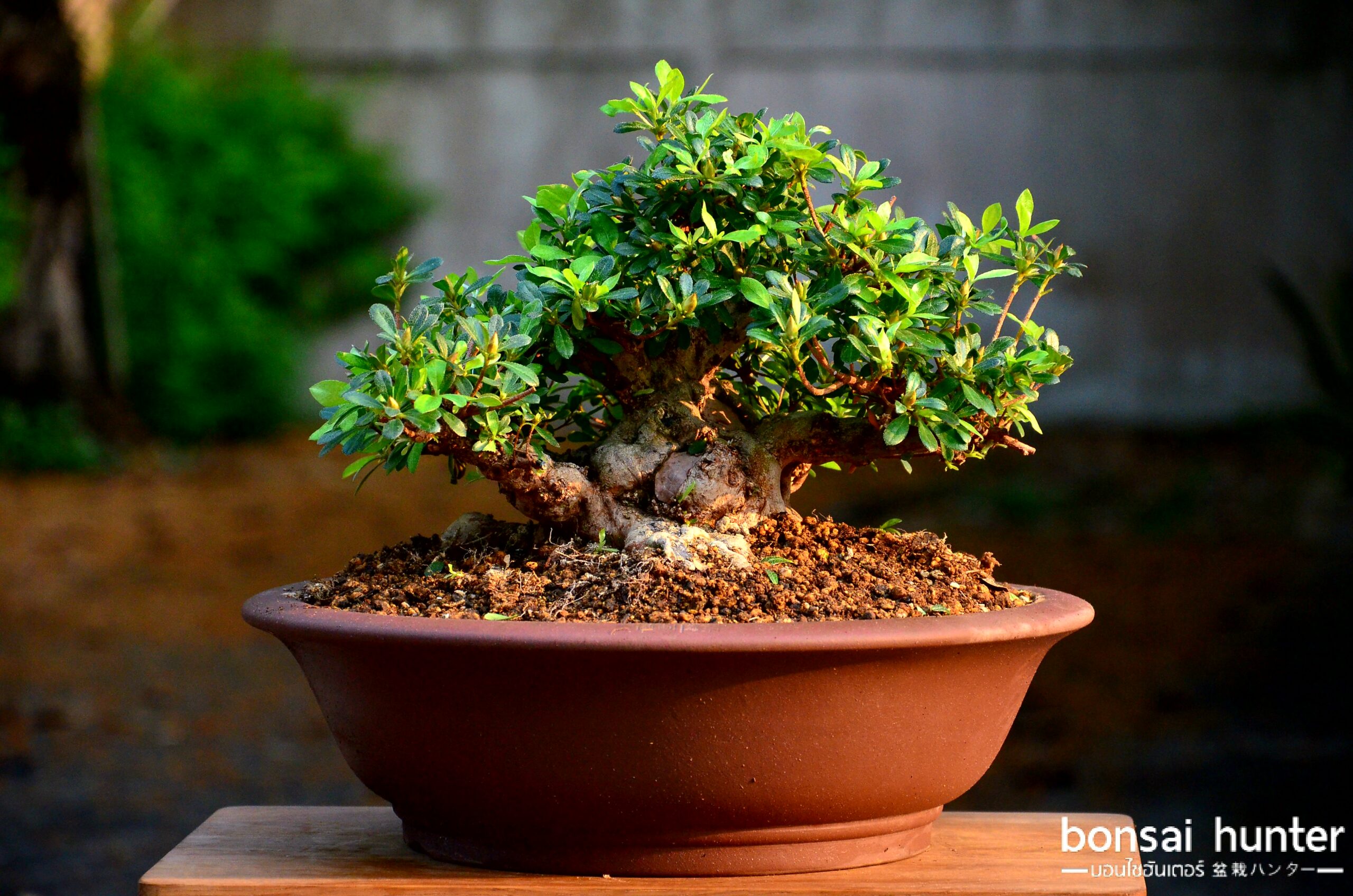 20180325_075350 Code 085: Azalea (Pink) - Image 1