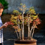 Code 082 : Japanese Maple