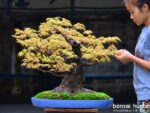 Code 073 : Japanese Maple - Image 4