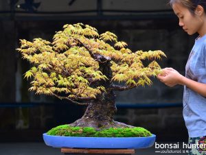 Code 073 : Japanese Maple - Image 4