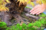 Code 073 : Japanese Maple - Image 3