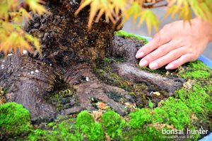 Code 073 : Japanese Maple - Image 3