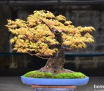 Code 073 : Japanese Maple