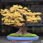 Code 073 : Japanese Maple