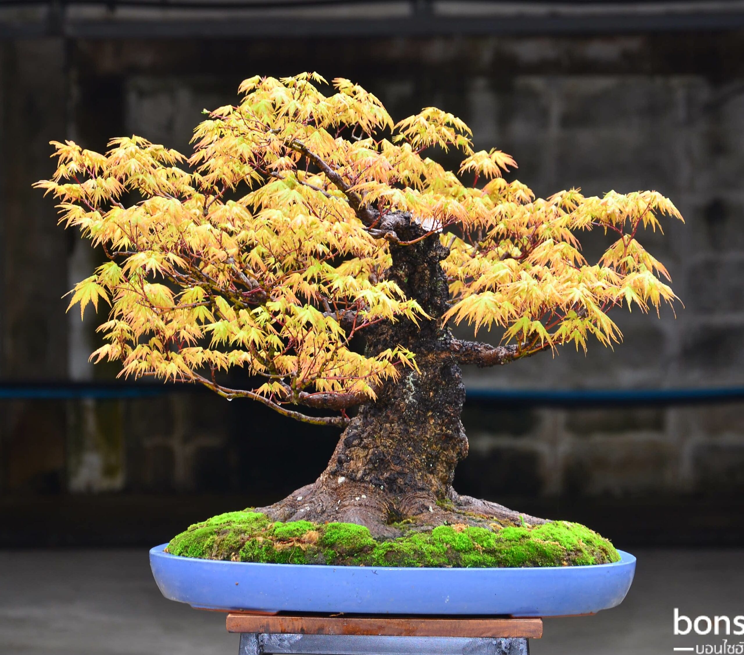 20180401_124257 Code 073 : Japanese Maple - Image 1