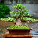 Code 084 : Azalea (Pink)