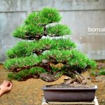 Code 083 : Japanese Blackpine