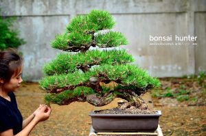 Code 083 : Japanese Blackpine